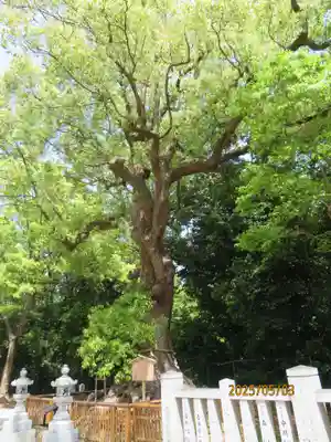 和泉國一之宮　大鳥大社(大阪府)