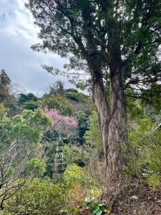 妙法寺の{uncategorized: "未分類", other: "その他", undefined: "問題あり", building: "その他建物", grave: "お墓", sacred_gate: "鳥居", guardian: "狛犬", statue: "像", buddha: "仏像", history: "歴史", nature: "自然", garden: "庭園", animal: "動物", pagoda: "塔", temizu: "手水舎", mountain_gate: "山門・神門", sanctuary: "本殿・本堂", subordinate: "末社・摂社", art: "芸術", scenery: "景色", jizo: "地蔵", ema: "絵馬", goshuin: "御朱印", omikuji: "おみくじ", items: "授与品その他", amulet: "お守り", goshuincho: "御朱印帳", eats: "食事", festival: "お祭り", votive_dance: "神楽", shichigosan: "七五三参", wedding: "結婚式", experience: "体験その他", initially: "初詣", around: "周辺", anti_infection: "感染症対策"}