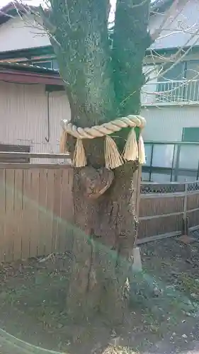 小室浅間神社の自然