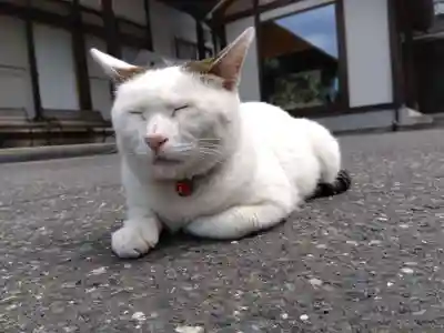 御誕生寺（猫寺）(福井県)