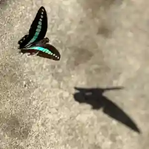 伊勢の国 四天王寺(三重県)(2025年09月29日(月) 16時13分46秒投稿)