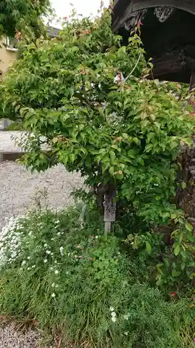 諏訪神社の自然