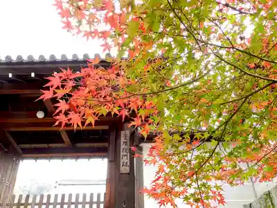 曼殊院門跡(京都府)