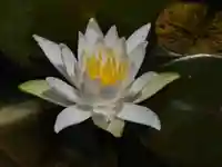 極楽山 浄土寺の自然