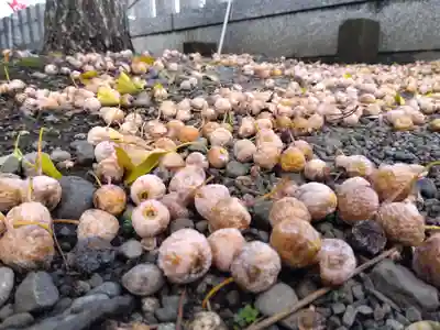 杉杜白髭神社(福井県)