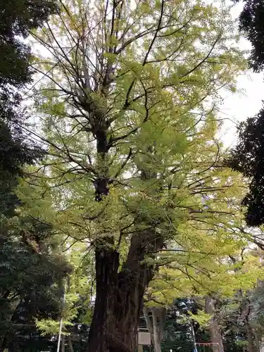 赤坂氷川神社の自然