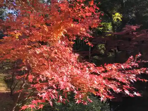 くろ谷 金戒光明寺の自然