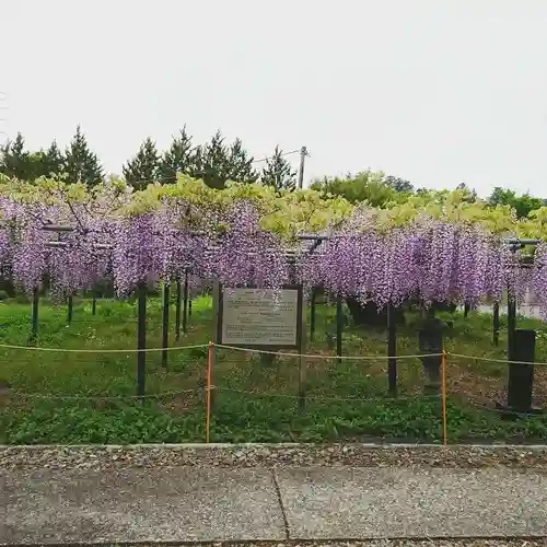 大澤山　龍藏寺の自然