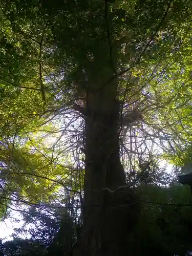 御霊神社の自然