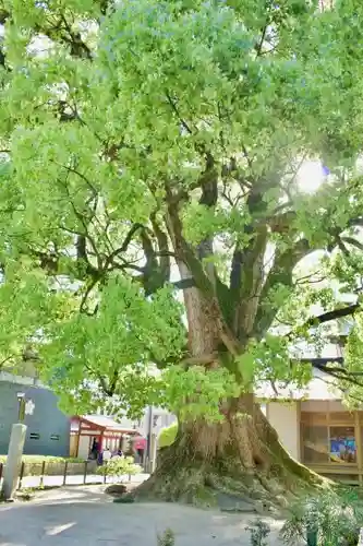 太宰府天満宮の自然