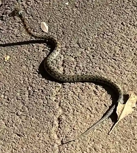 麻賀多神社(千葉県)