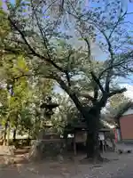 倭文神社(群馬県)