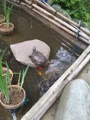 葛原岡神社の動物