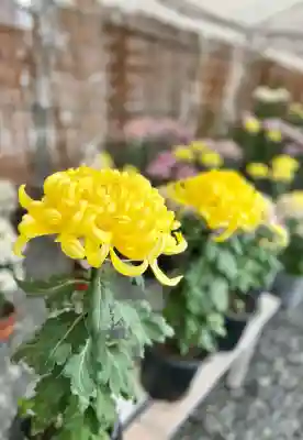 焼津神社(静岡県)