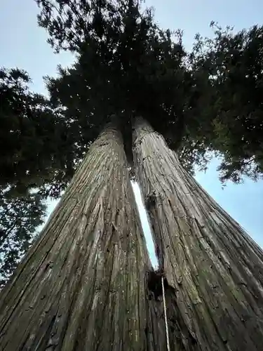 高司神社〜むすびの神の鎮まる社〜の自然