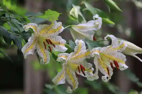隠津島神社の自然