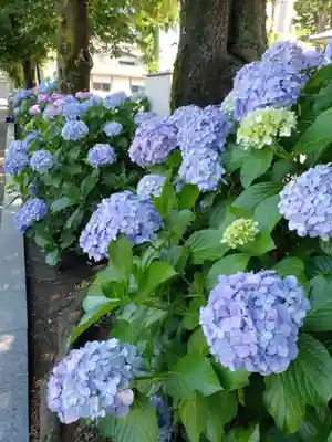 妙法寺(東京都)