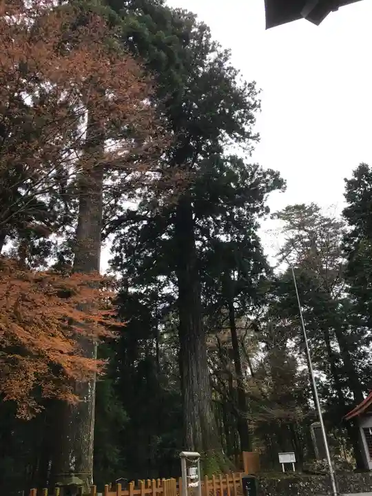 須山浅間神社の自然