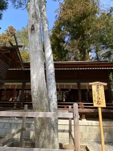 諏訪大社下社秋宮の自然