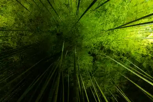 高台寺（高台寿聖禅寺・高臺寺）の自然