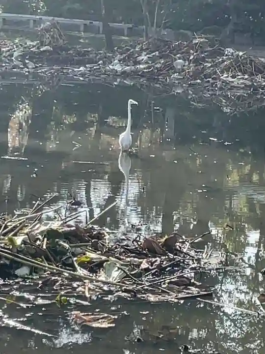 白山神社(新潟県)