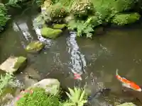 三千院門跡の動物