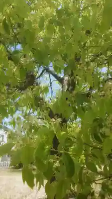 住吉神社(下津住吉町)の自然