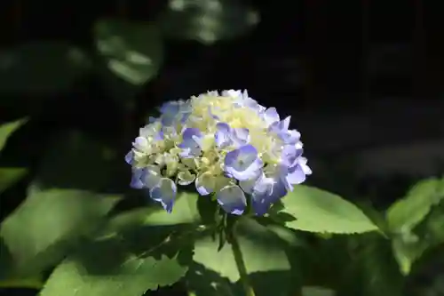 高麗神社の自然
