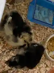 玉祖神社の動物