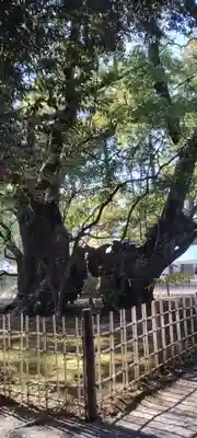 浜松八幡宮(静岡県)