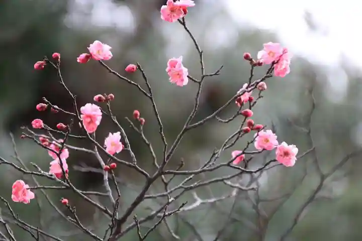 開成山大神宮の自然