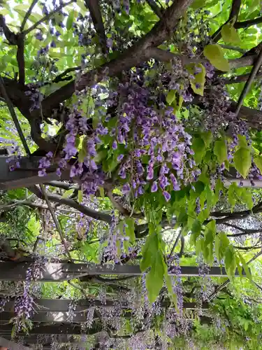 日枝神社の自然