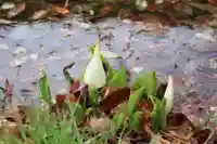 鹿島大神宮の自然