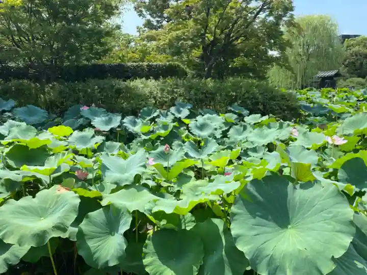 東寺(教王護国寺)の自然