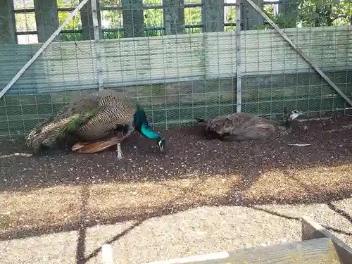 福井県護国神社の動物