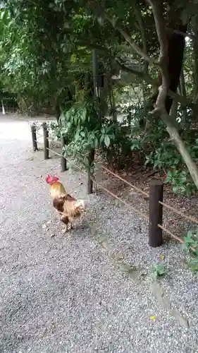 熱田神宮の動物