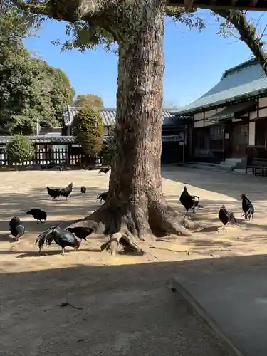 玉祖神社(山口県)
