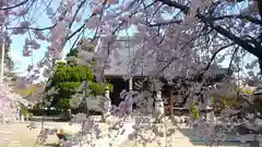 妙顯寺（妙顕寺）の自然