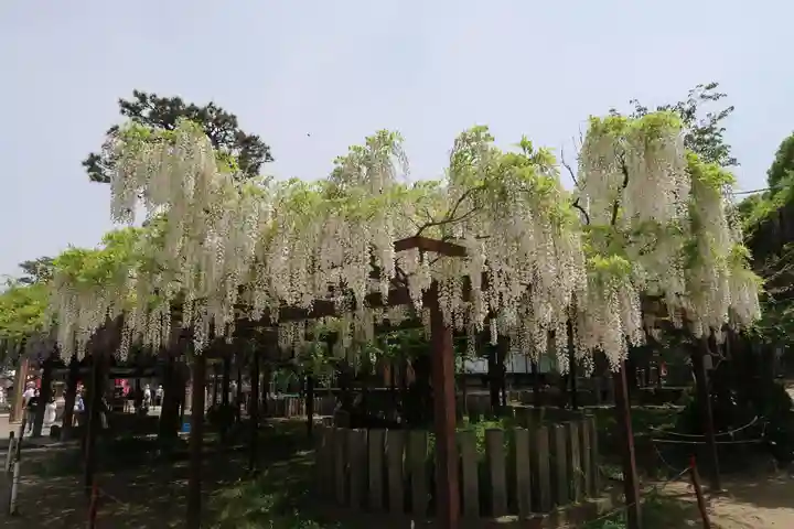 葛井寺(大阪府)