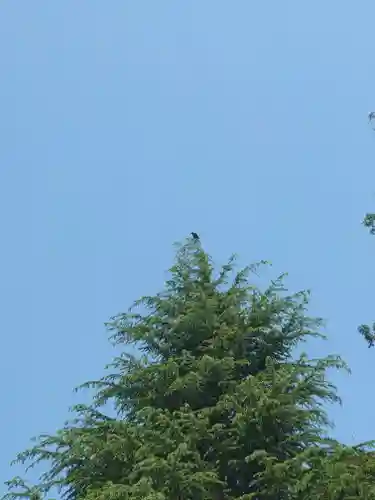 皇子大神(神奈川県)