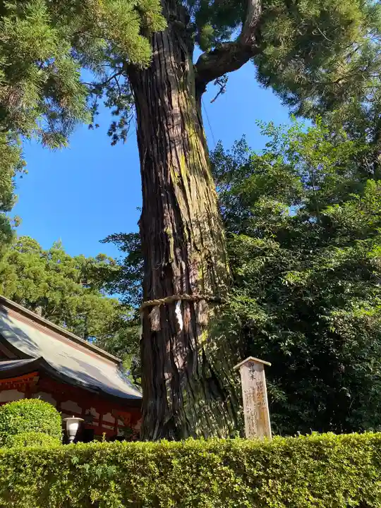 香取神宮の自然