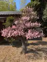 天満神社(千葉県)