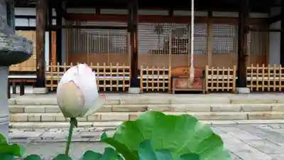 妙蓮寺の本殿・本堂