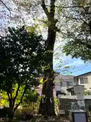 戸越八幡神社(東京都)