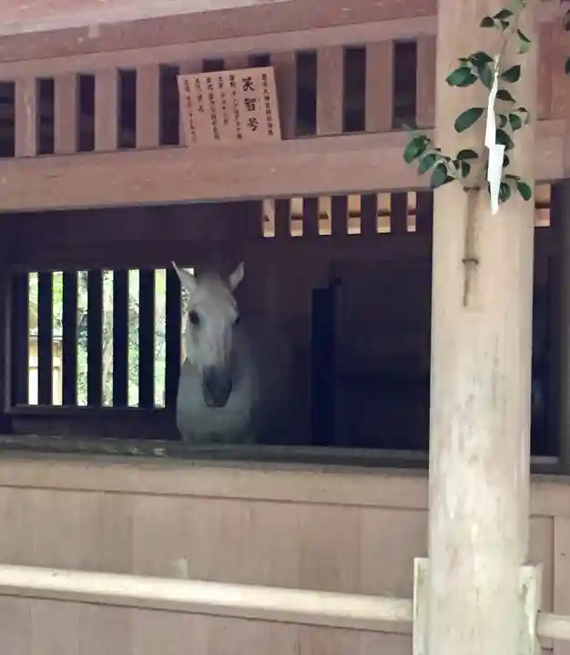 伊勢神宮外宮(豊受大神宮)の動物