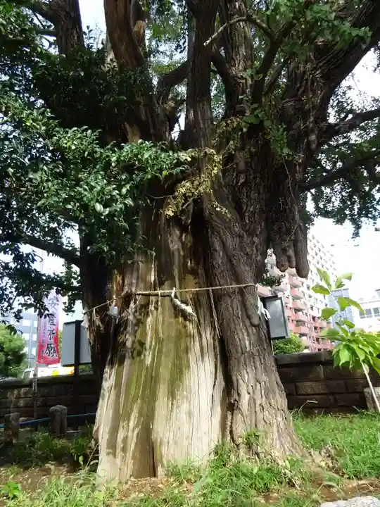 磐井神社の自然