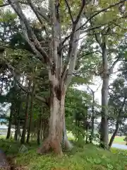 鹿島神社宮殿の自然