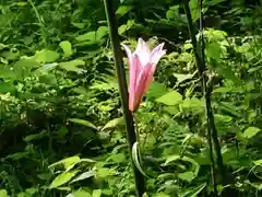 大神神社の自然