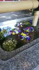 自由が丘熊野神社の手水