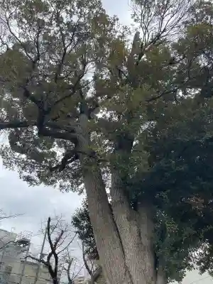 谷津観音堂の{uncategorized: "未分類", other: "その他", undefined: "問題あり", building: "その他建物", grave: "お墓", sacred_gate: "鳥居", guardian: "狛犬", statue: "像", buddha: "仏像", history: "歴史", nature: "自然", garden: "庭園", animal: "動物", pagoda: "塔", temizu: "手水舎", mountain_gate: "山門・神門", sanctuary: "本殿・本堂", subordinate: "末社・摂社", art: "芸術", scenery: "景色", jizo: "地蔵", ema: "絵馬", goshuin: "御朱印", omikuji: "おみくじ", items: "授与品その他", amulet: "お守り", goshuincho: "御朱印帳", eats: "食事", festival: "お祭り", votive_dance: "神楽", shichigosan: "七五三参", wedding: "結婚式", experience: "体験その他", initially: "初詣", around: "周辺", anti_infection: "感染症対策"}
